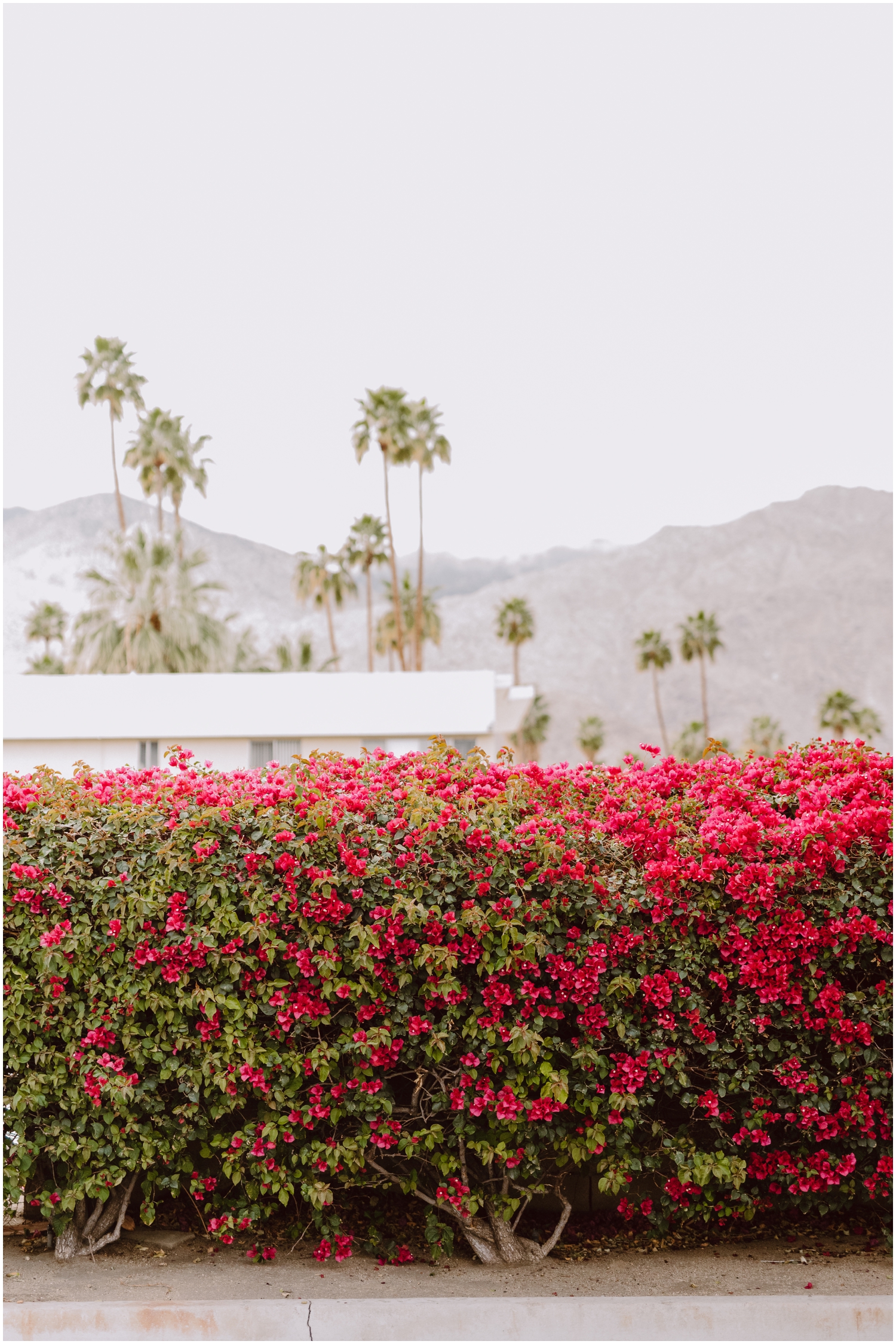colorful flowers at palm springs wedding venue hotel saguaro
